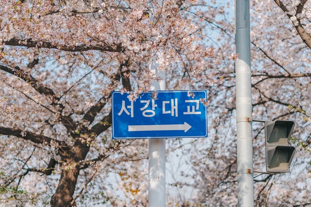 2026 영등포 여의도 봄꽃 축제 〈봄의 정원, 모두 함께〉 - 이미지 3