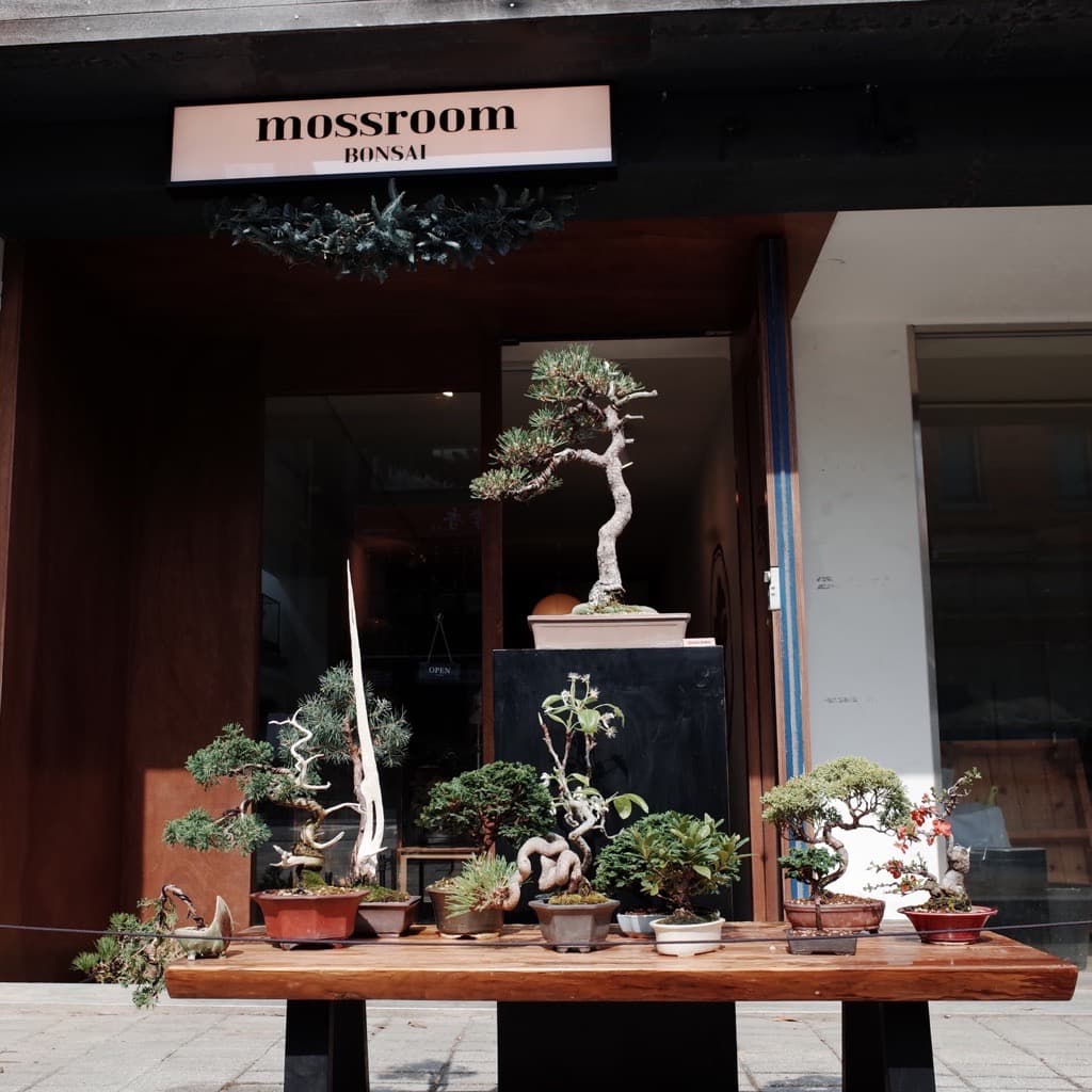 모스룸 분재 팝업 - 이미지 4